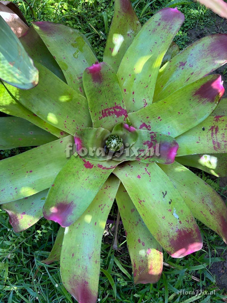 Neoregelia johannis