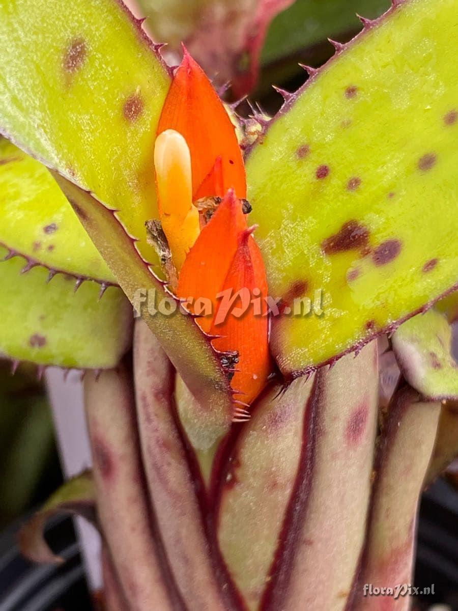 Aechmea brevicollis