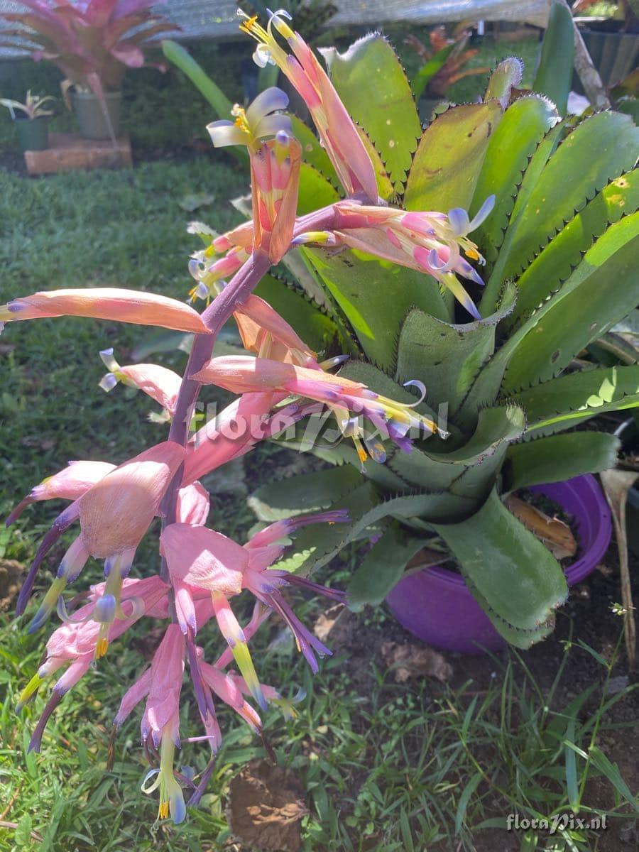 Billbergia sanderiana