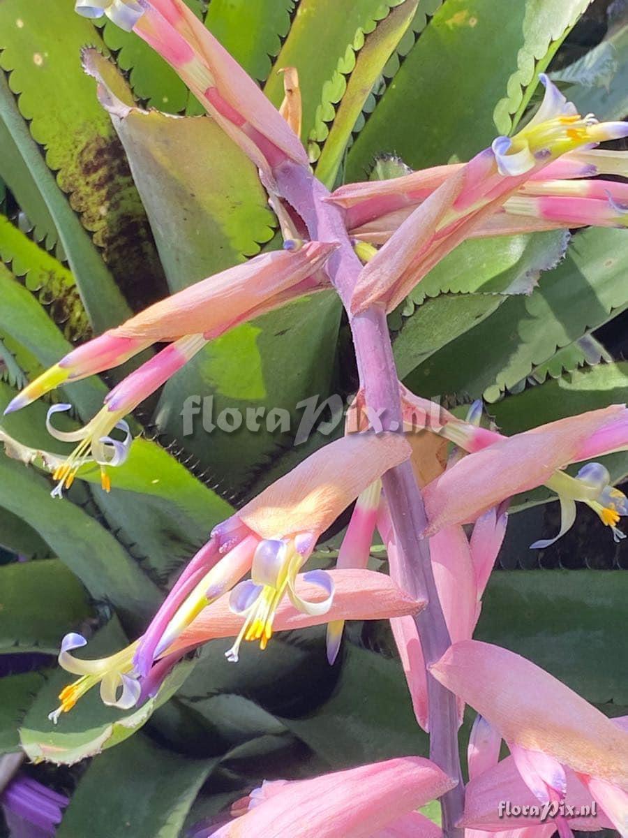 Billbergia sanderiana