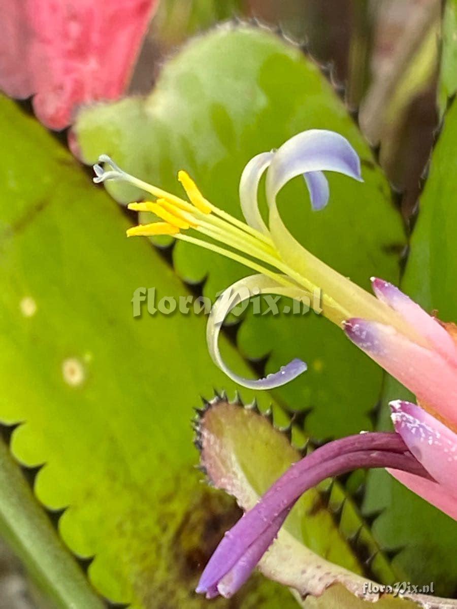 Billbergia sanderiana