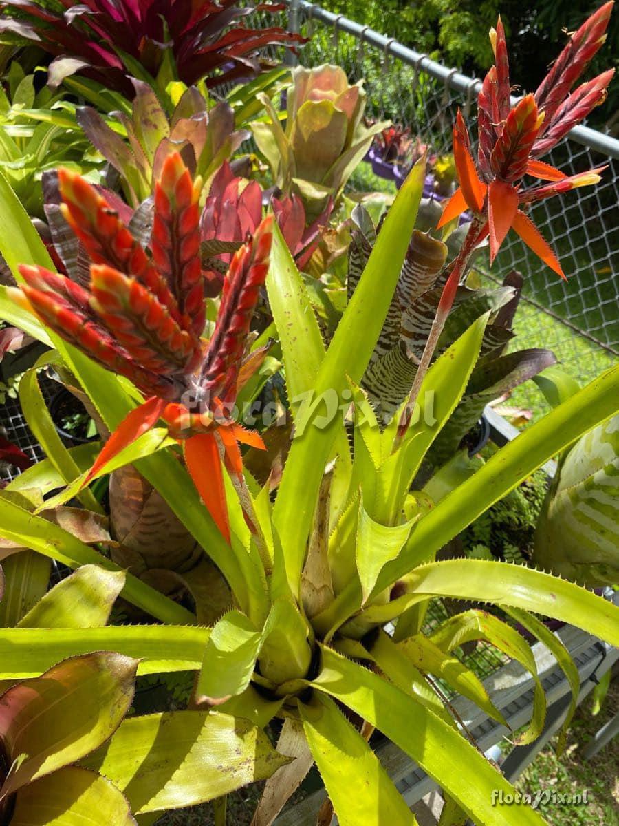 Aechmea tillandsioides