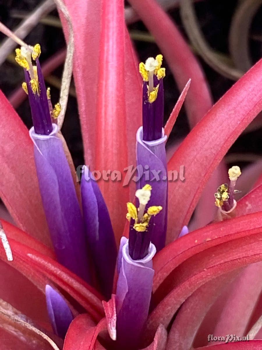 Tillandsia brachycaulos