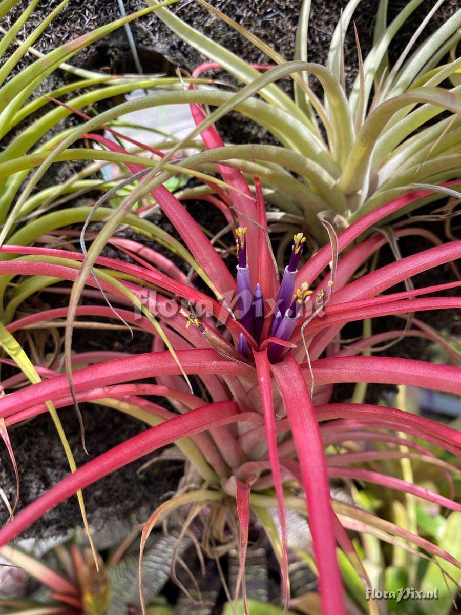 Tillandsia brachycaulos