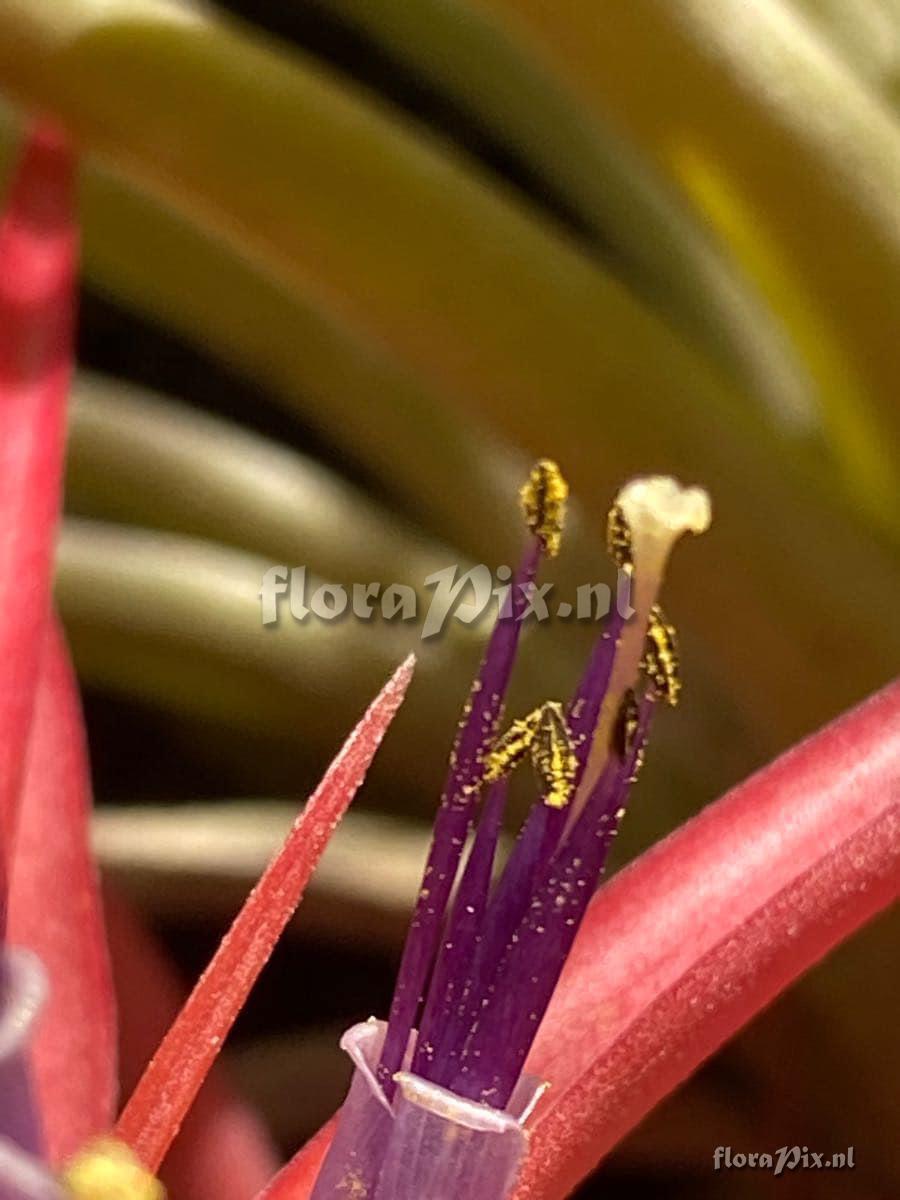 Tillandsia brachycaulos