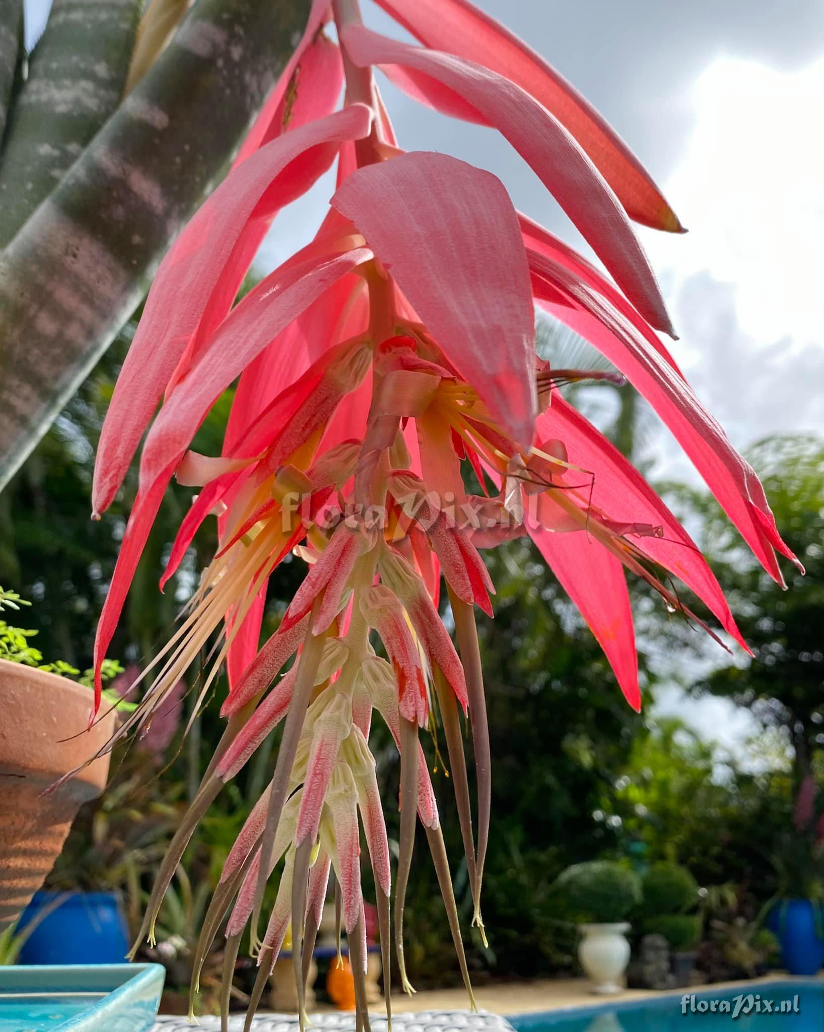 Billbergia eloiseae