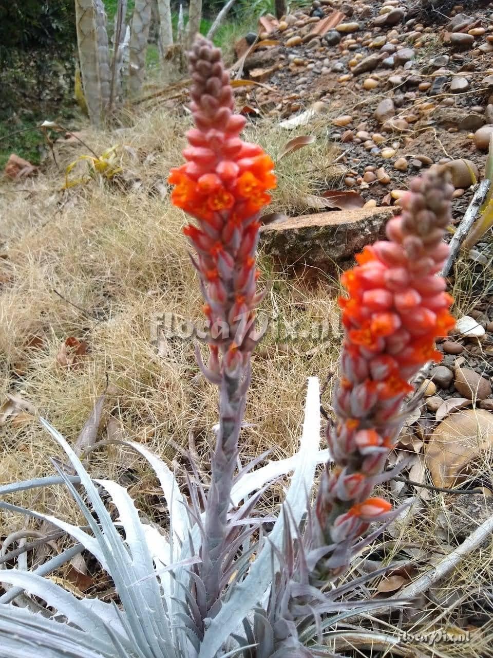 Dyckia mezii