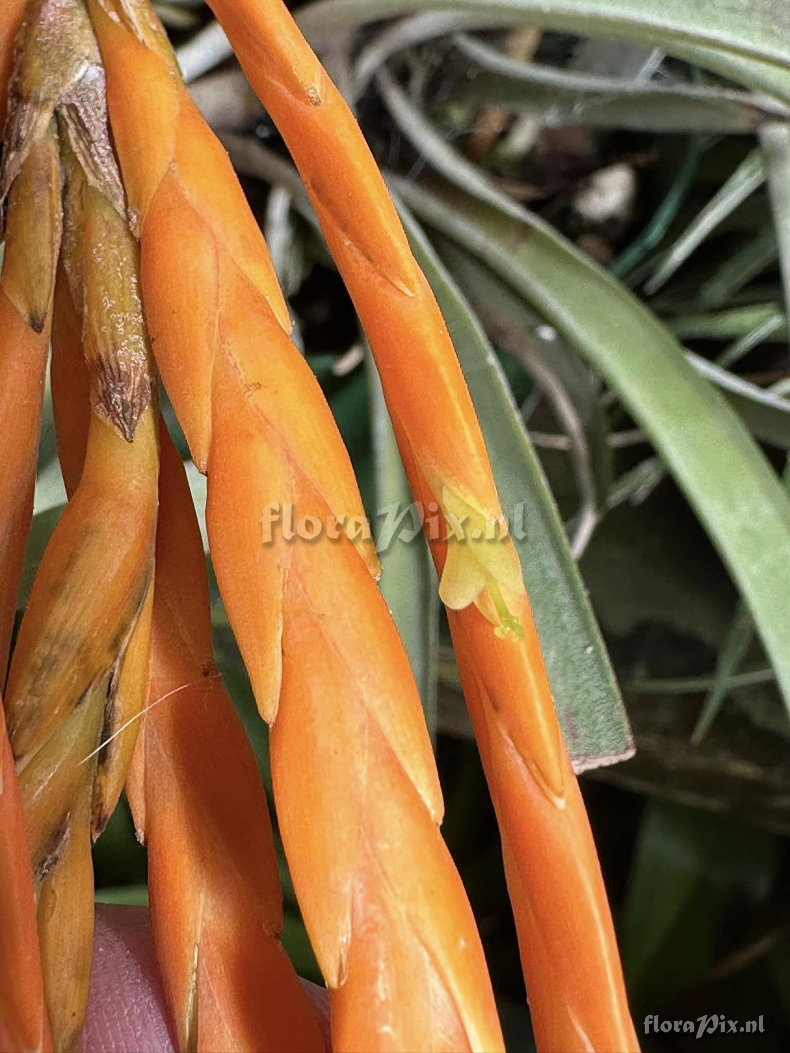 Tillandsia barthlottii