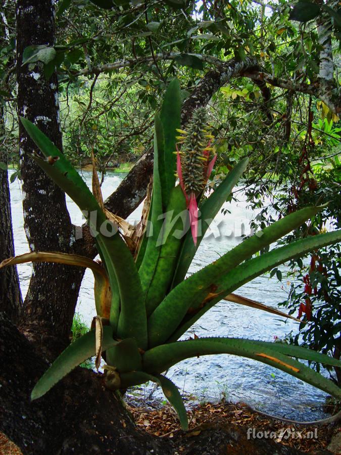 Aechmea setigera