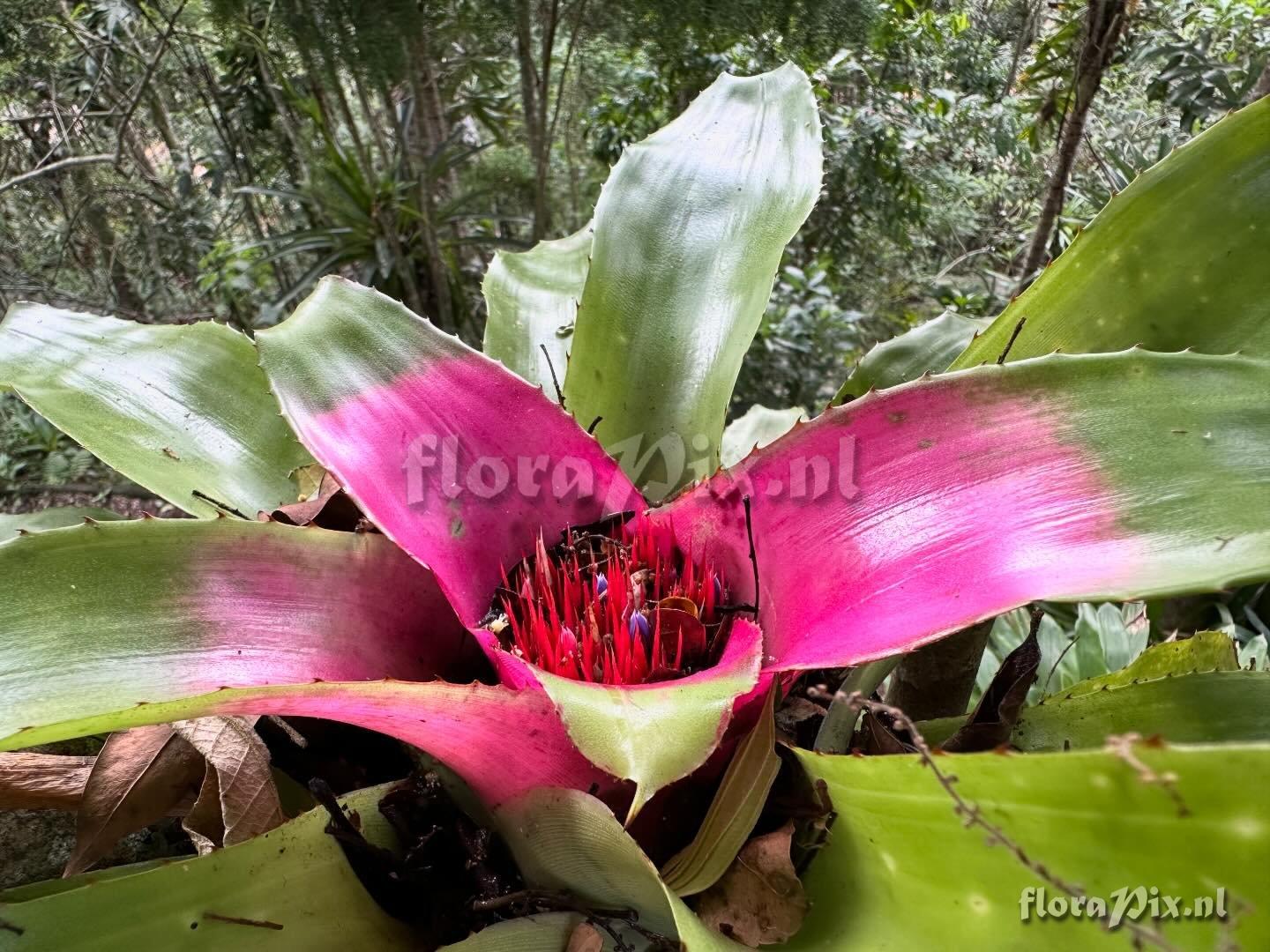 Neoregelia lymaniana