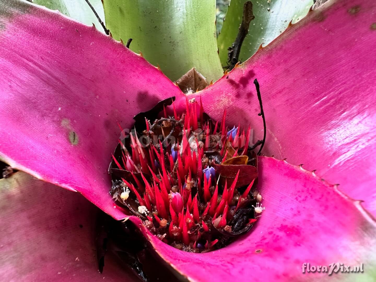 Neoregelia lymaniana