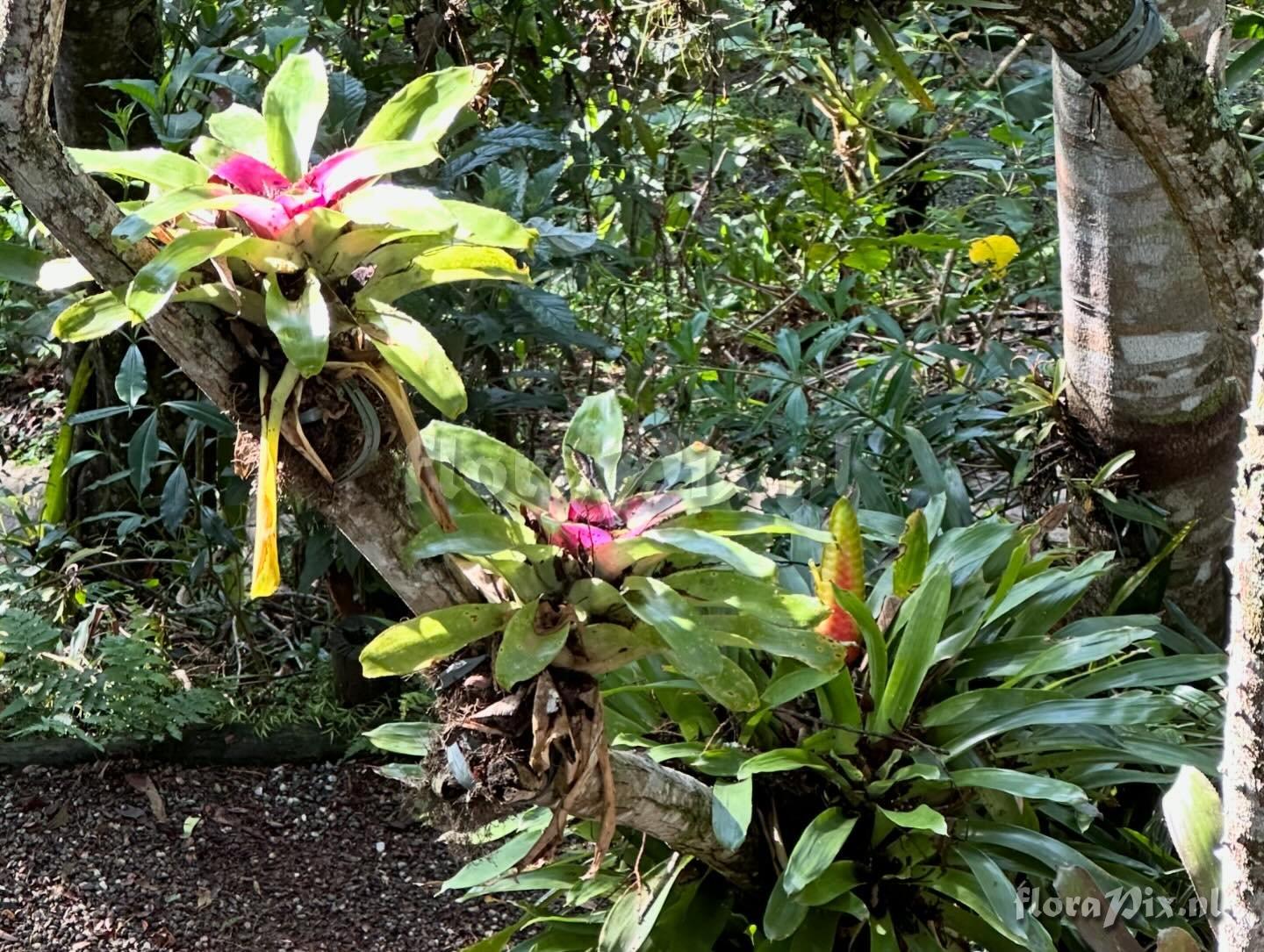 Neoregelia lymaniana