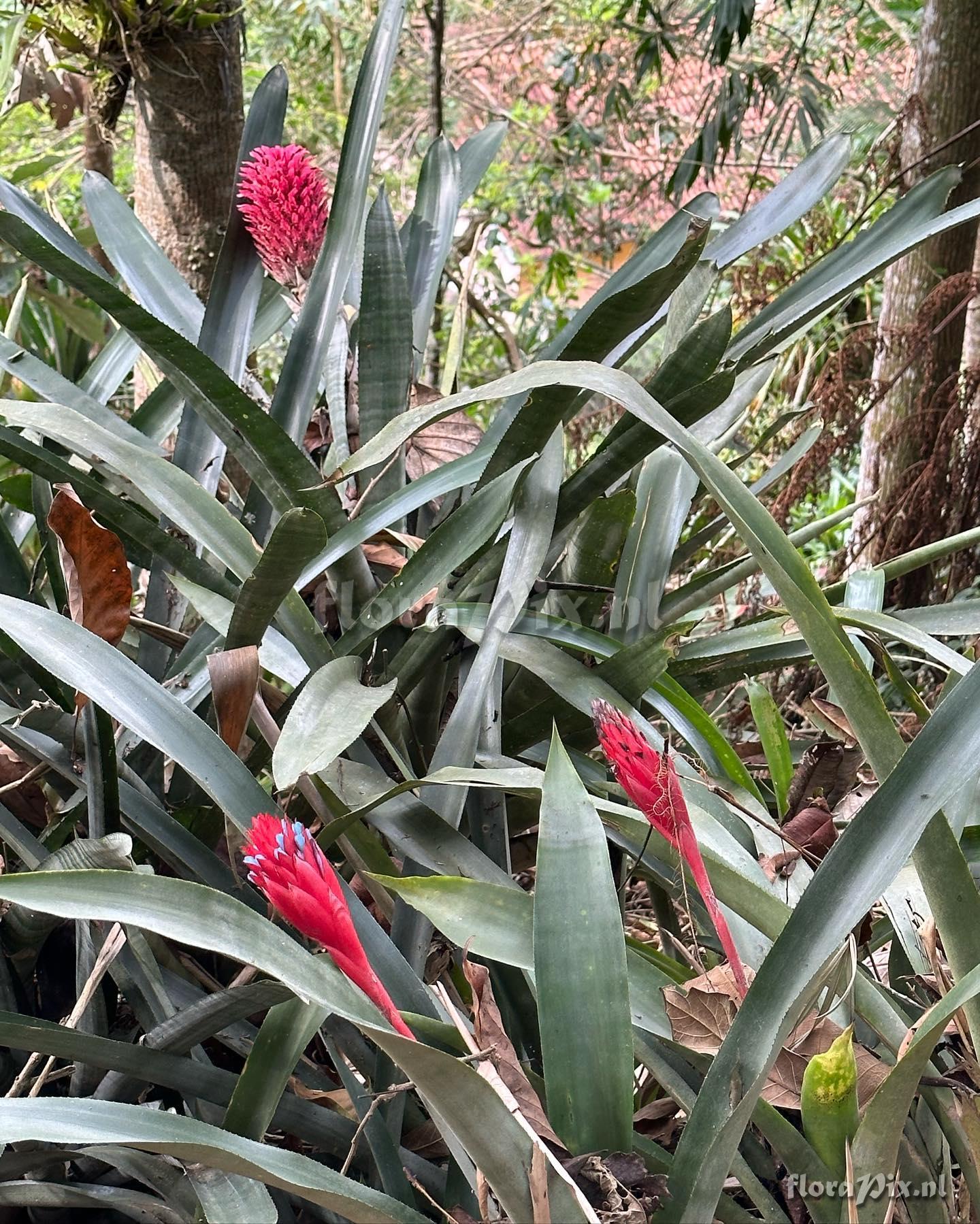 Quesnelia strobilispica