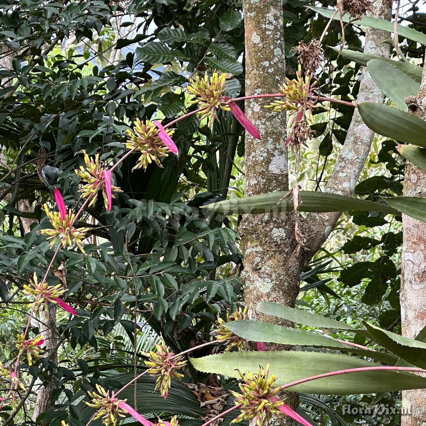 Aechmea bambusoides