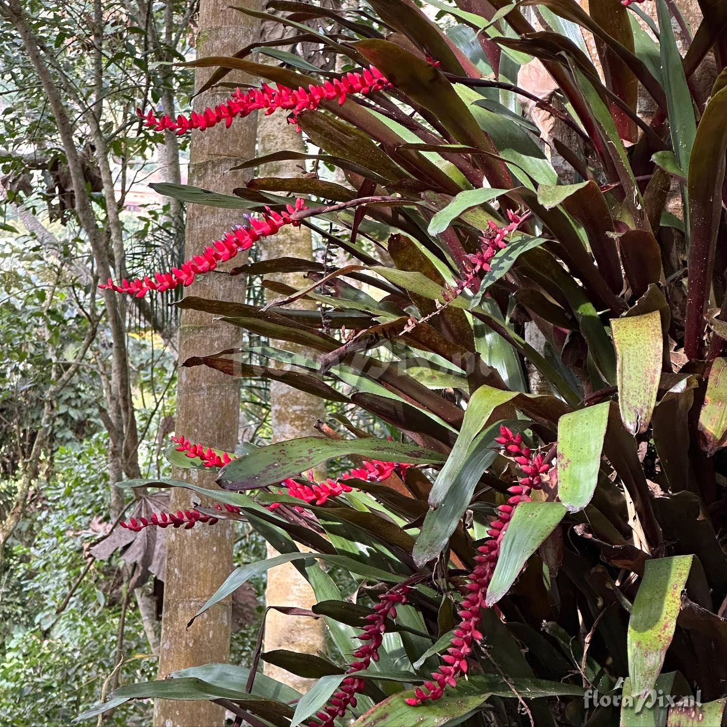 Aechmea victoriana