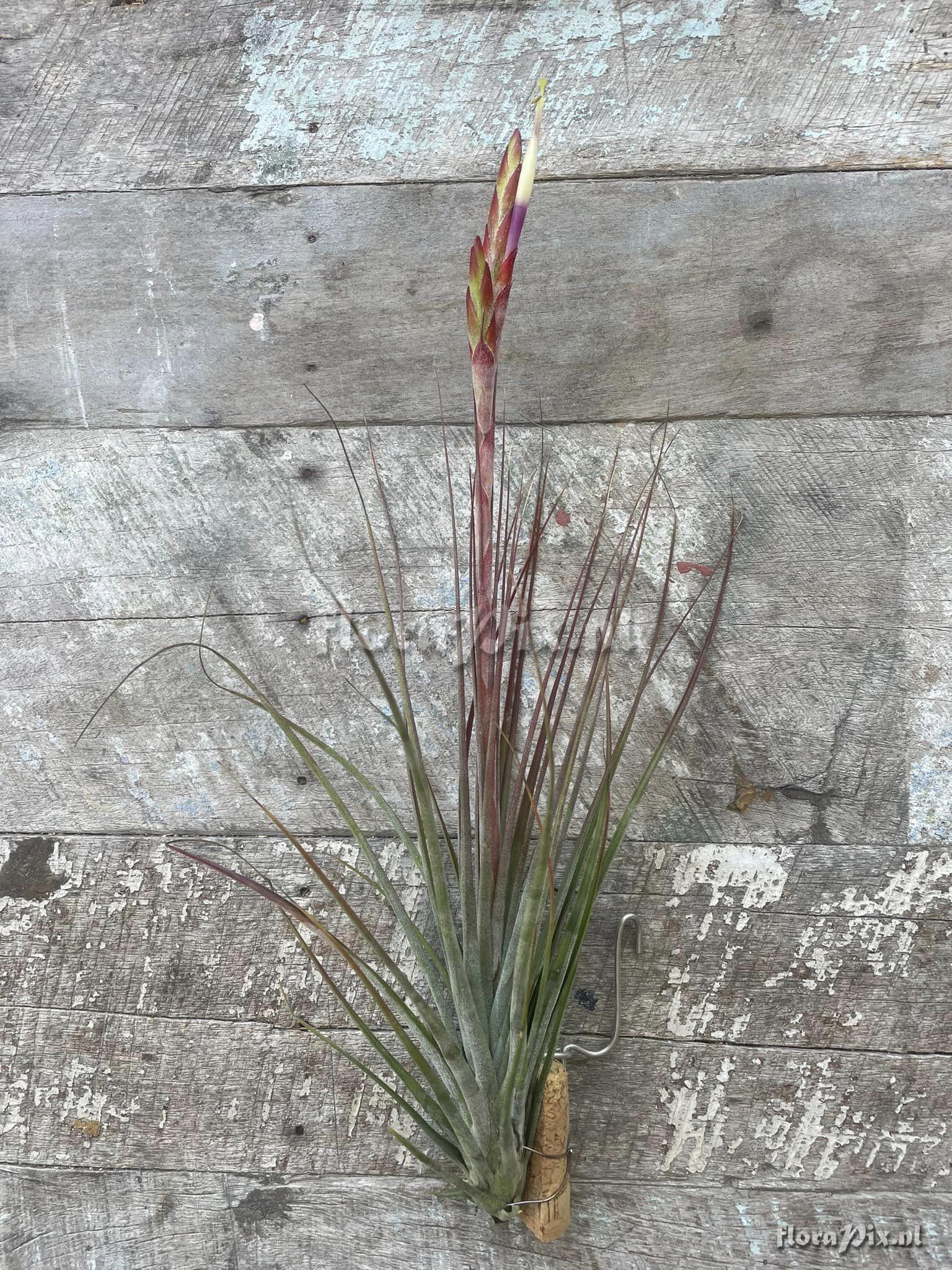 Tillandsia chapalillaensis