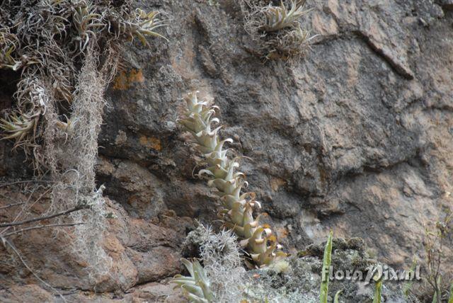 Tillandsia casus