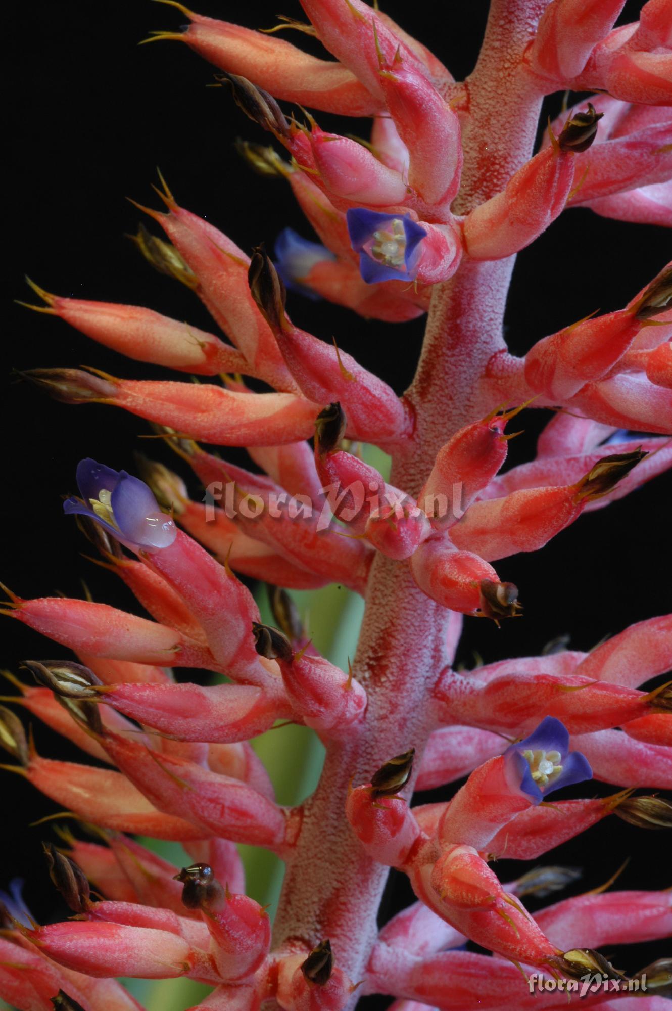 Aechmea phanerophlebia