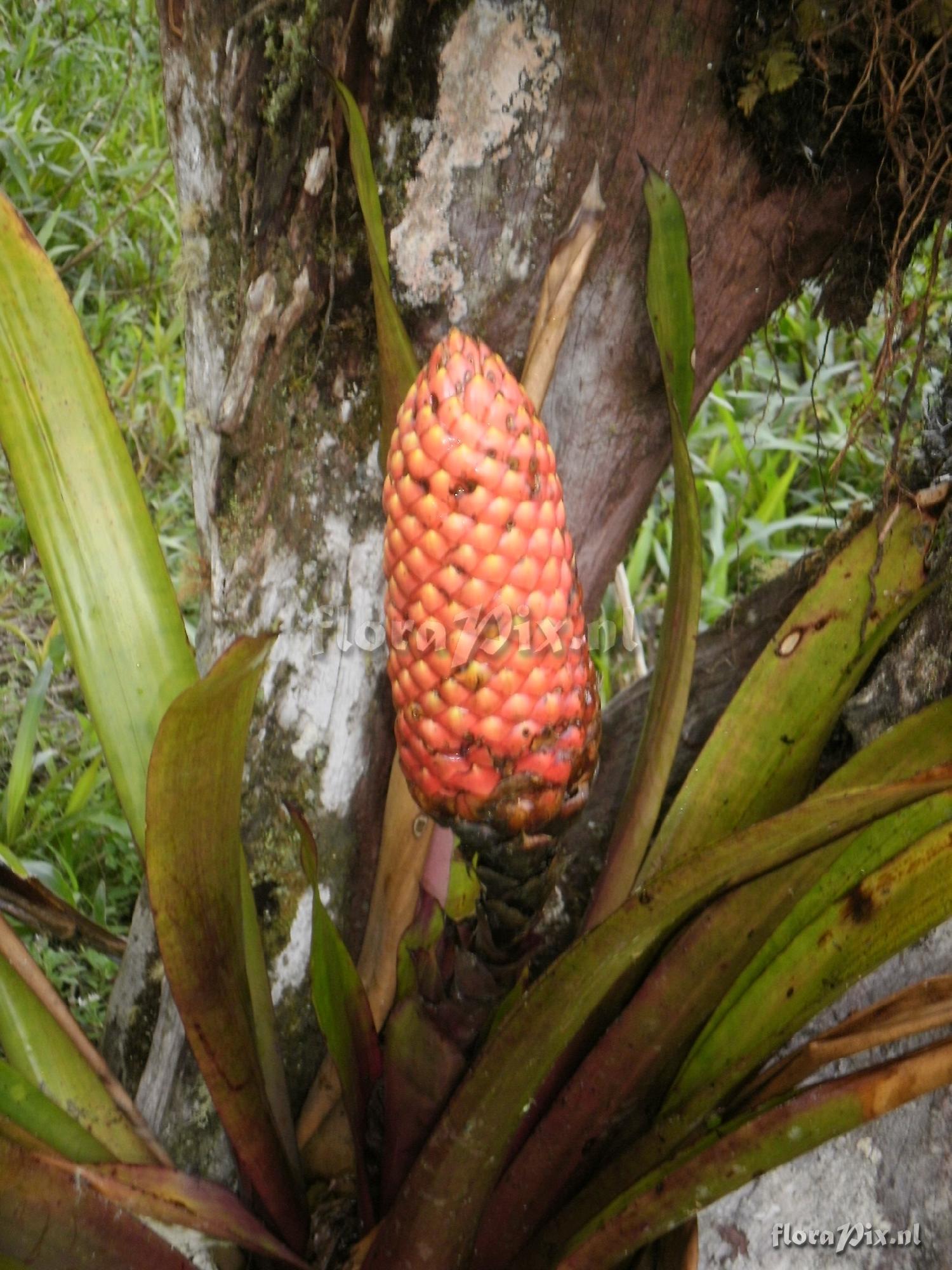 Guzmania bipartita