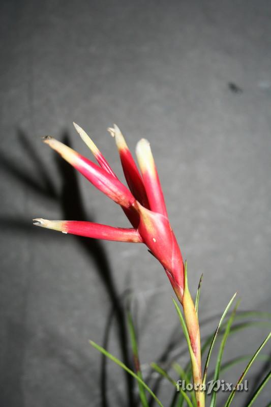 Vriesea correia-araujoi