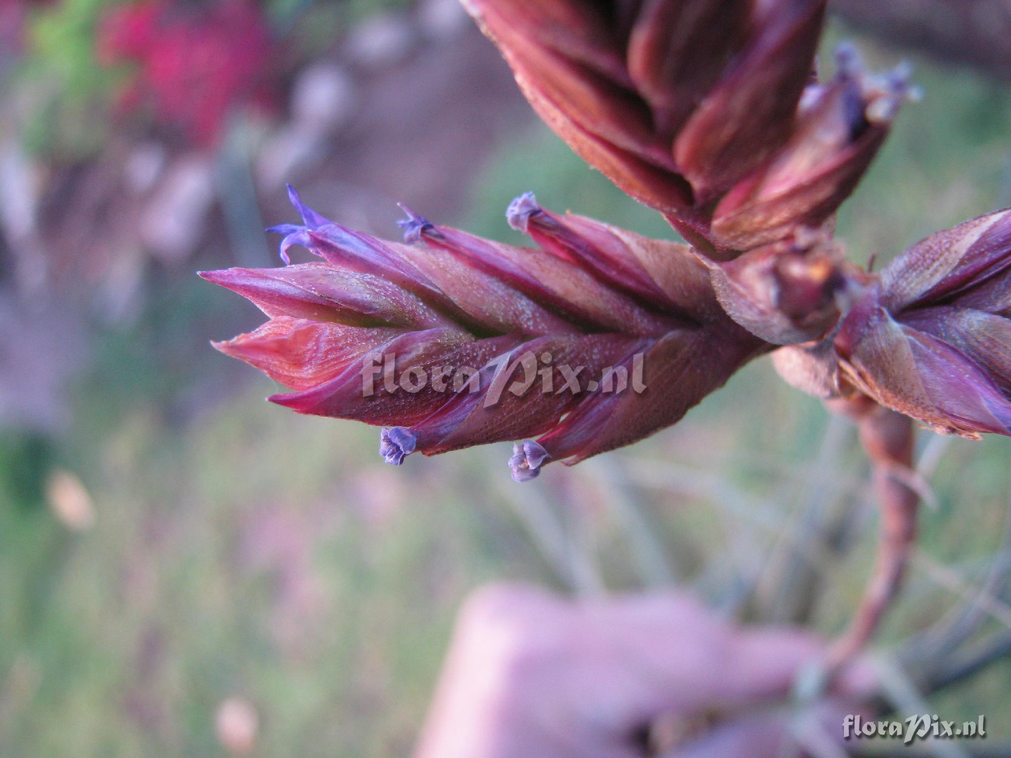 Tillandsia oroyensis