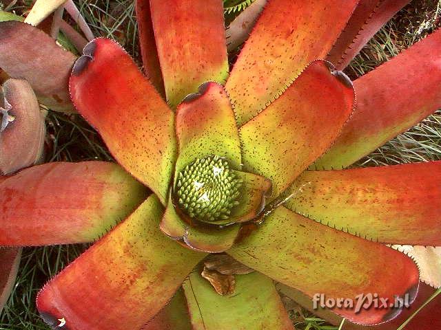 Neoregelia carcharodon var. atroviolacea(´Rainbow´