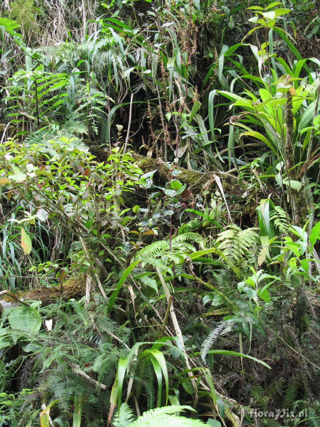 Pitcairnia valerii