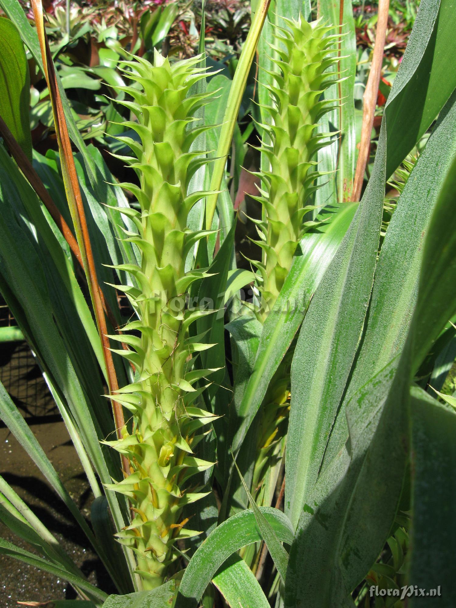 Pitcairnia atrorubens var. pallidobracteata