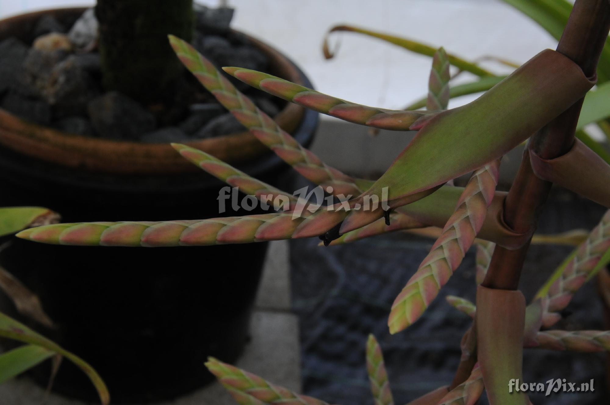 Tillandsia lymanii