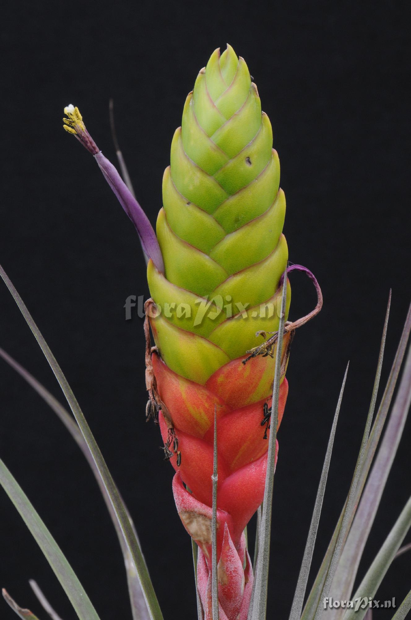 Tillandsia magnispica