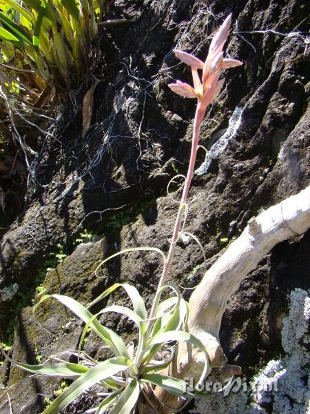 Tillandsia latifolia var divaricata