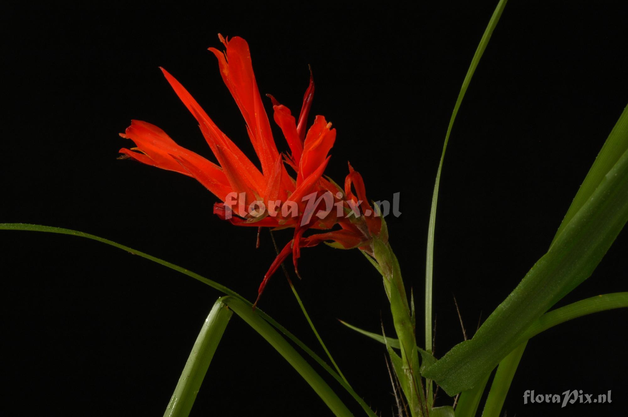 Pitcairnia aff. pungens