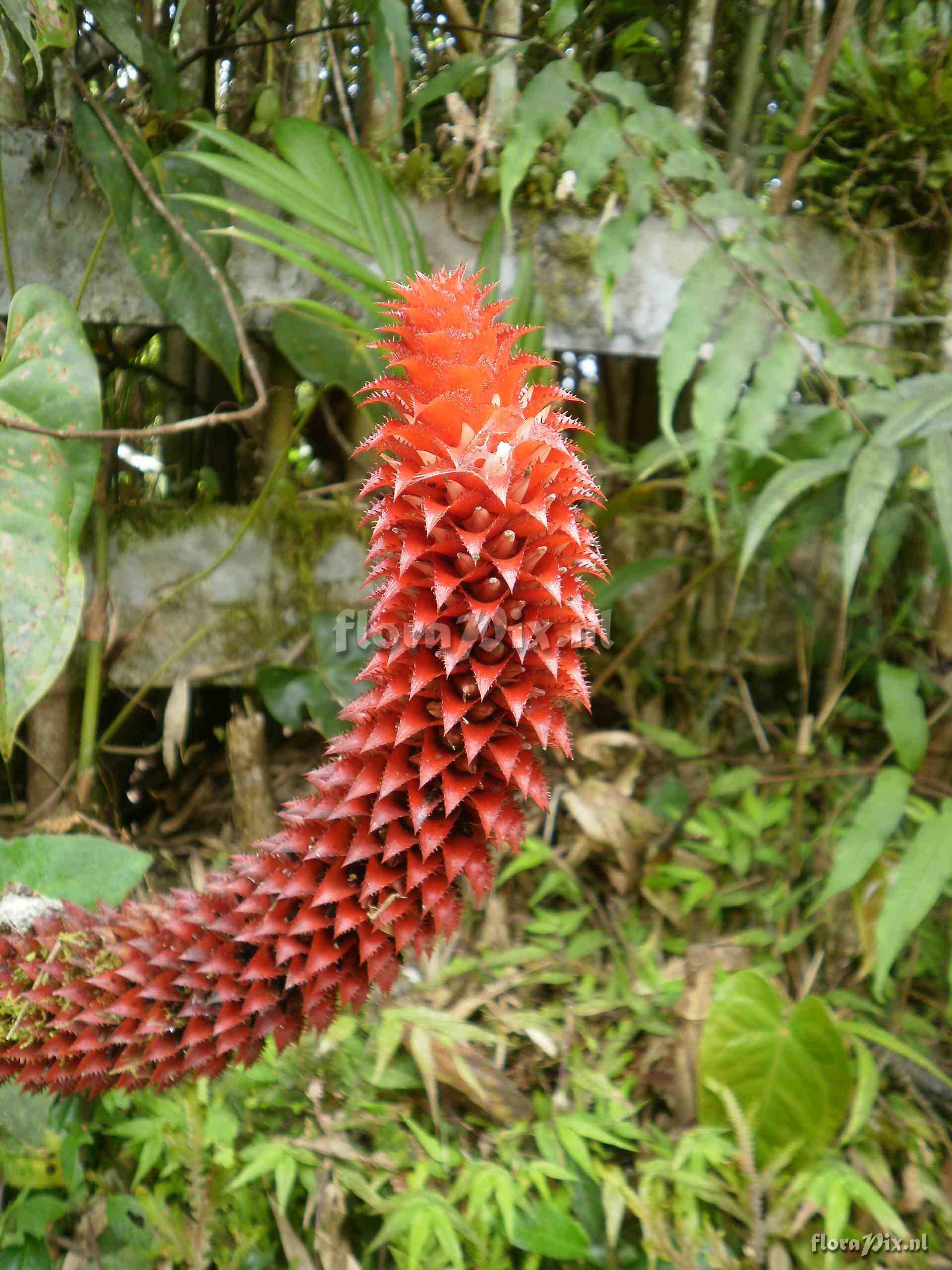 Aechmea germinyana, Baker