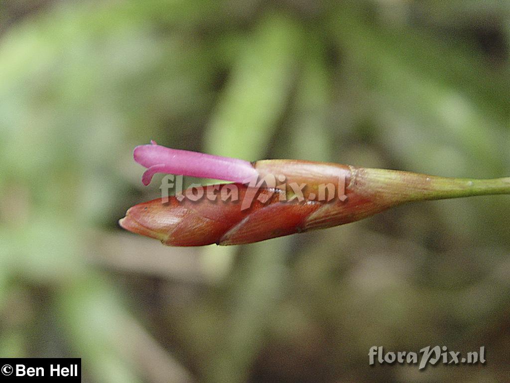 Tillandsia complanata