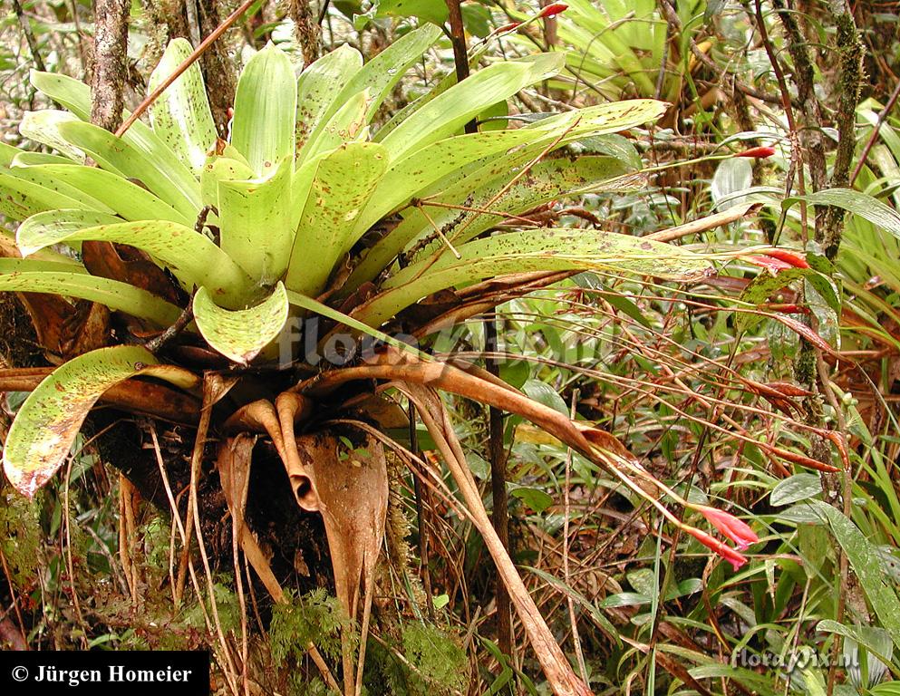 Tillandsia complanata