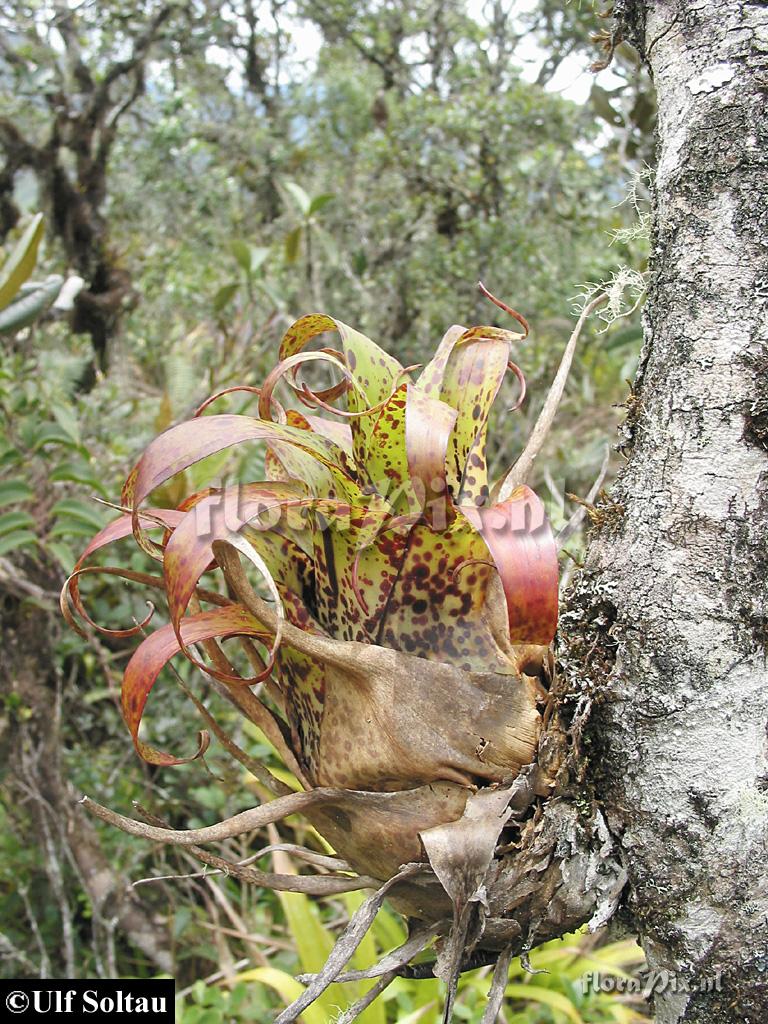 Racinaea penlandii