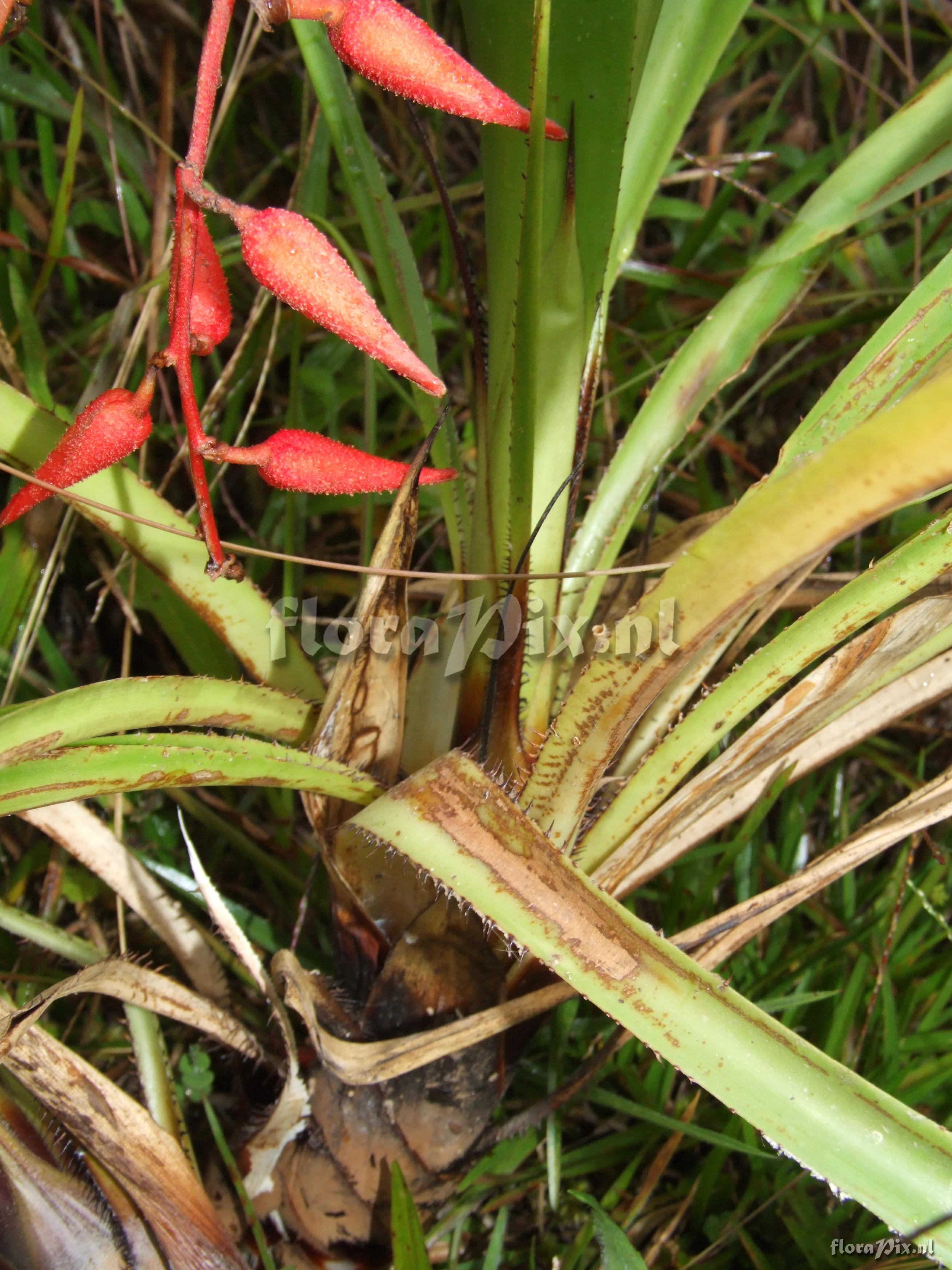 Pitcairnia echinata