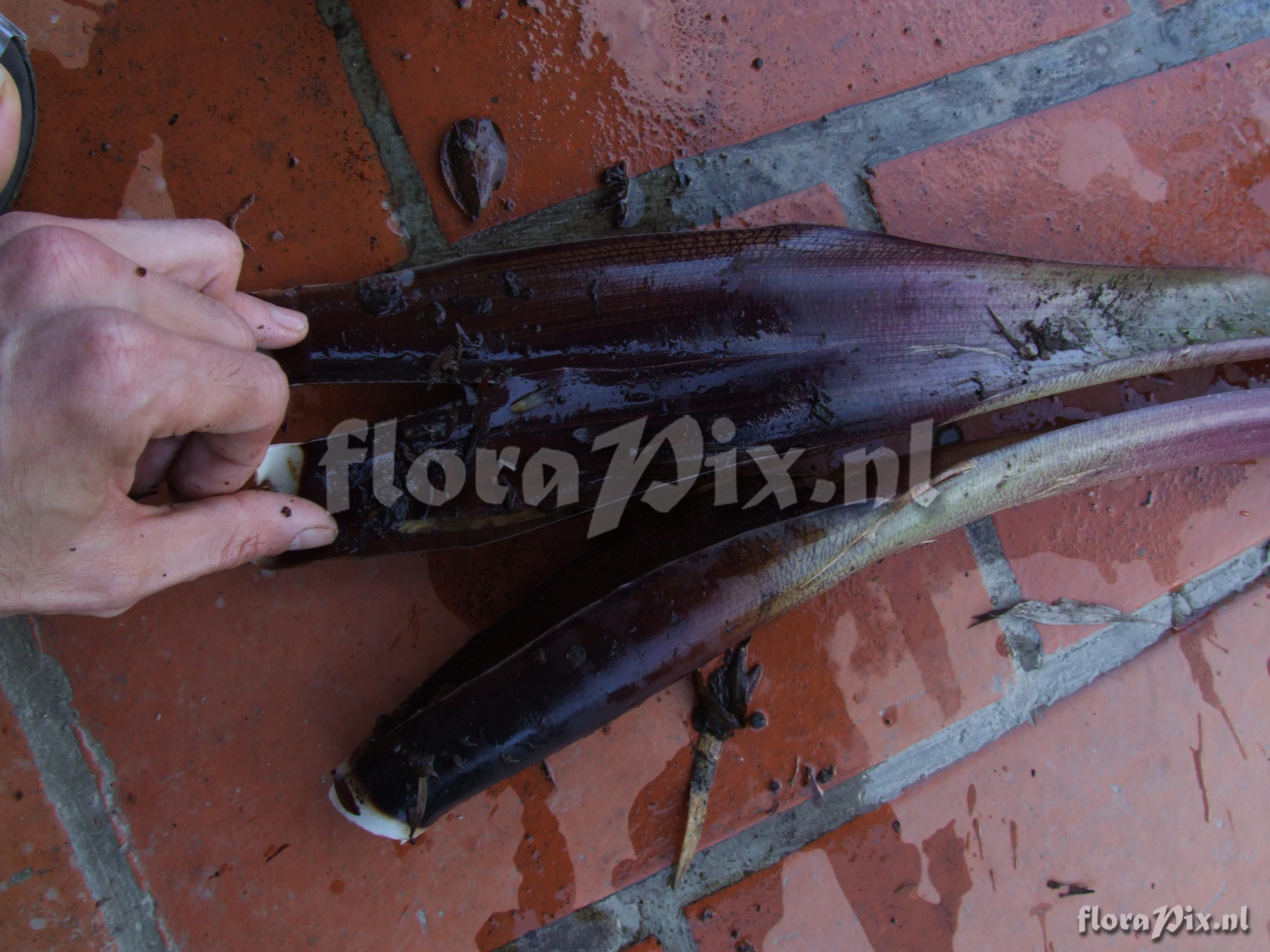 Guzmania sp. nov. 