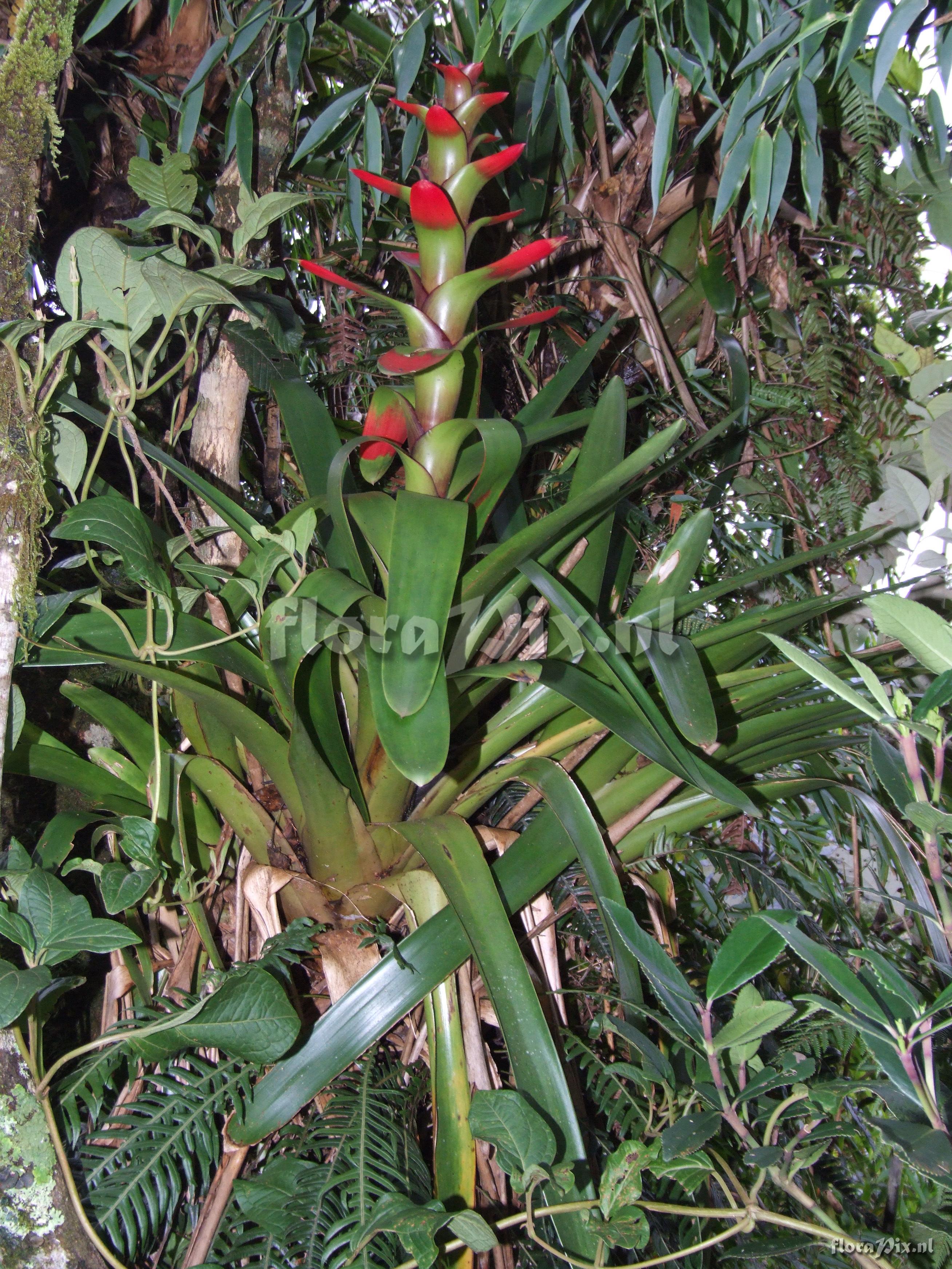 Guzmania gloriosa (Andr) Andr ex Mez