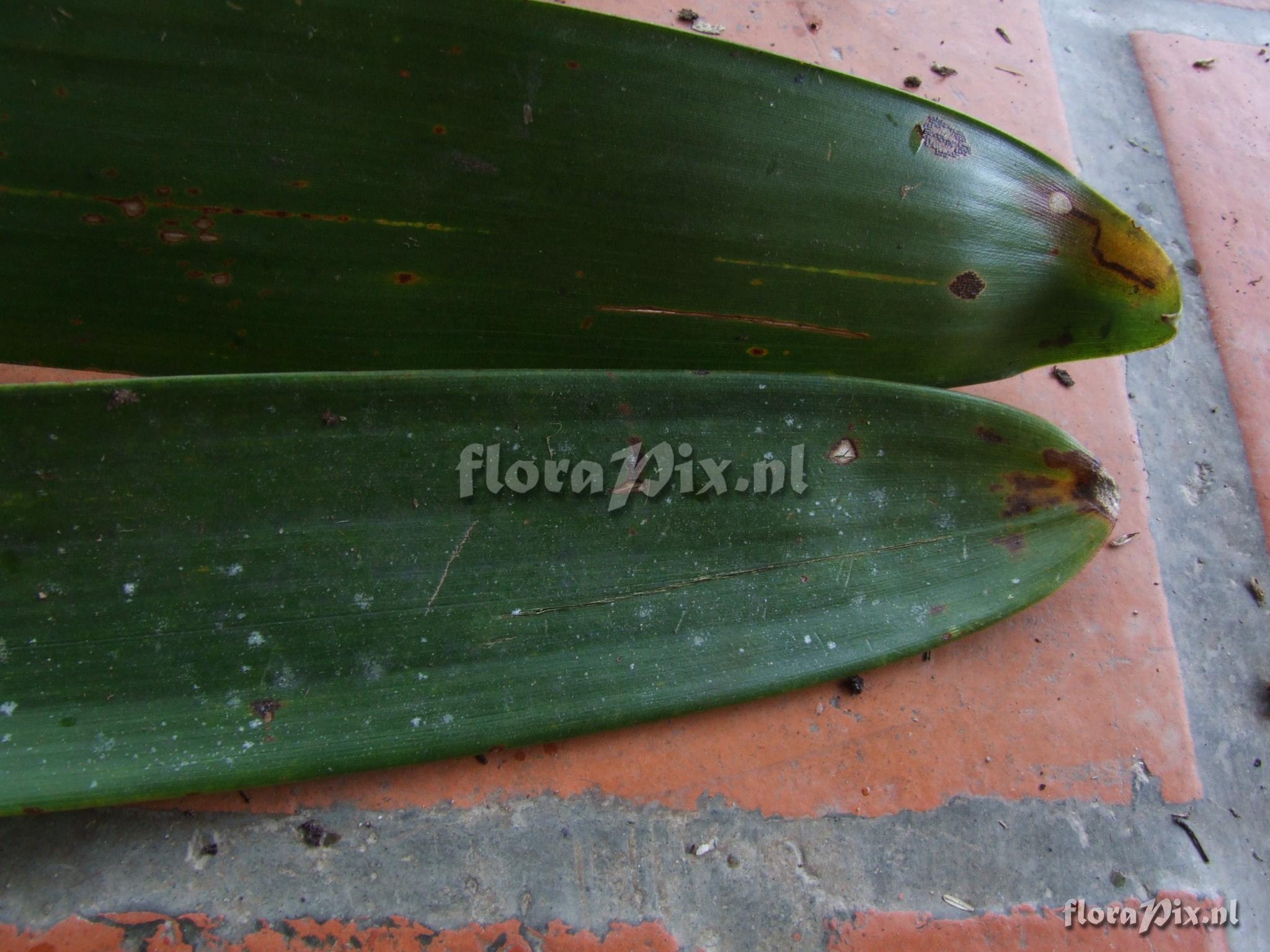 Guzmania gloriosa (Andr) Andr ex Mez