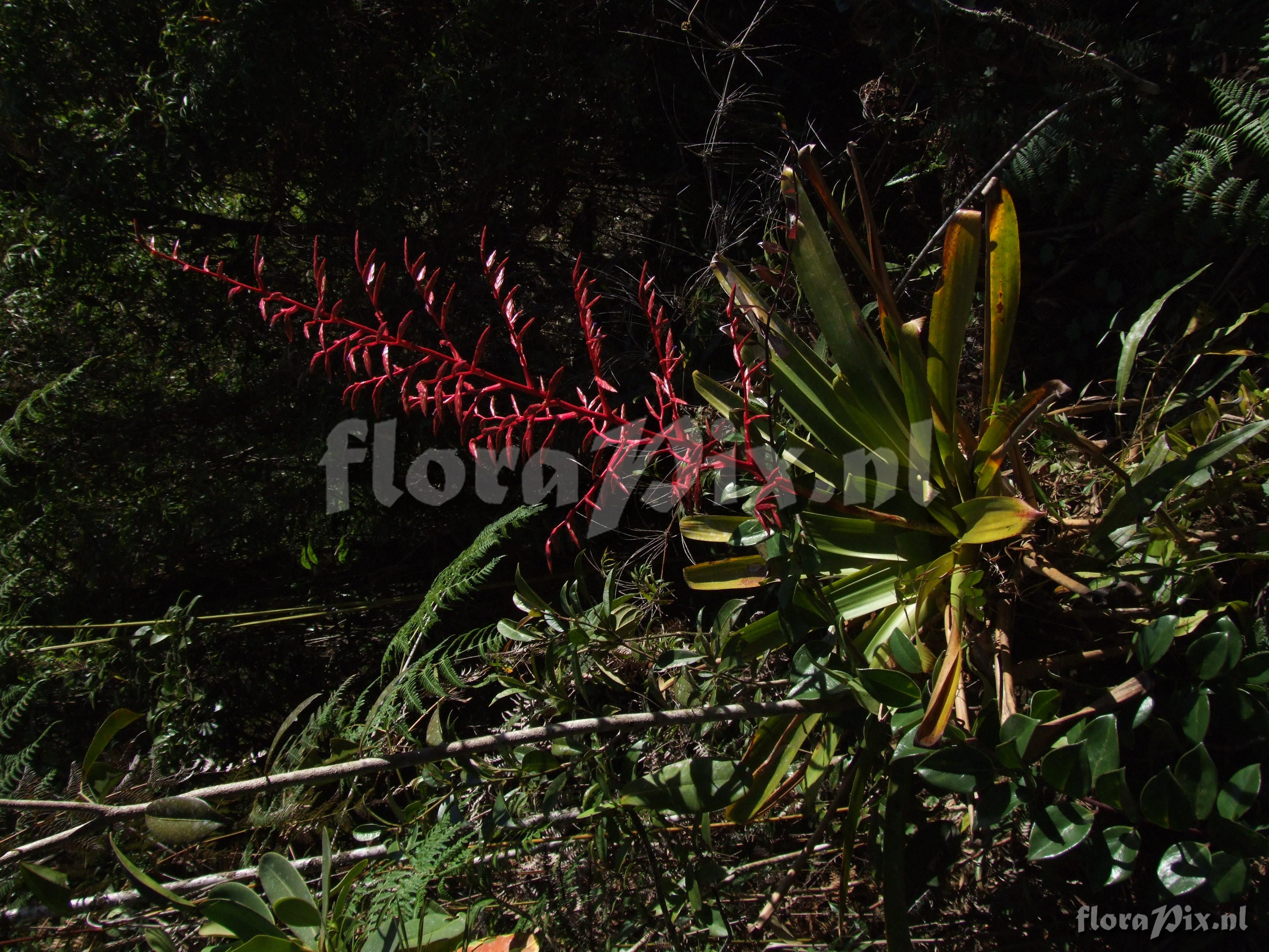 Tillandsia tovariensis 