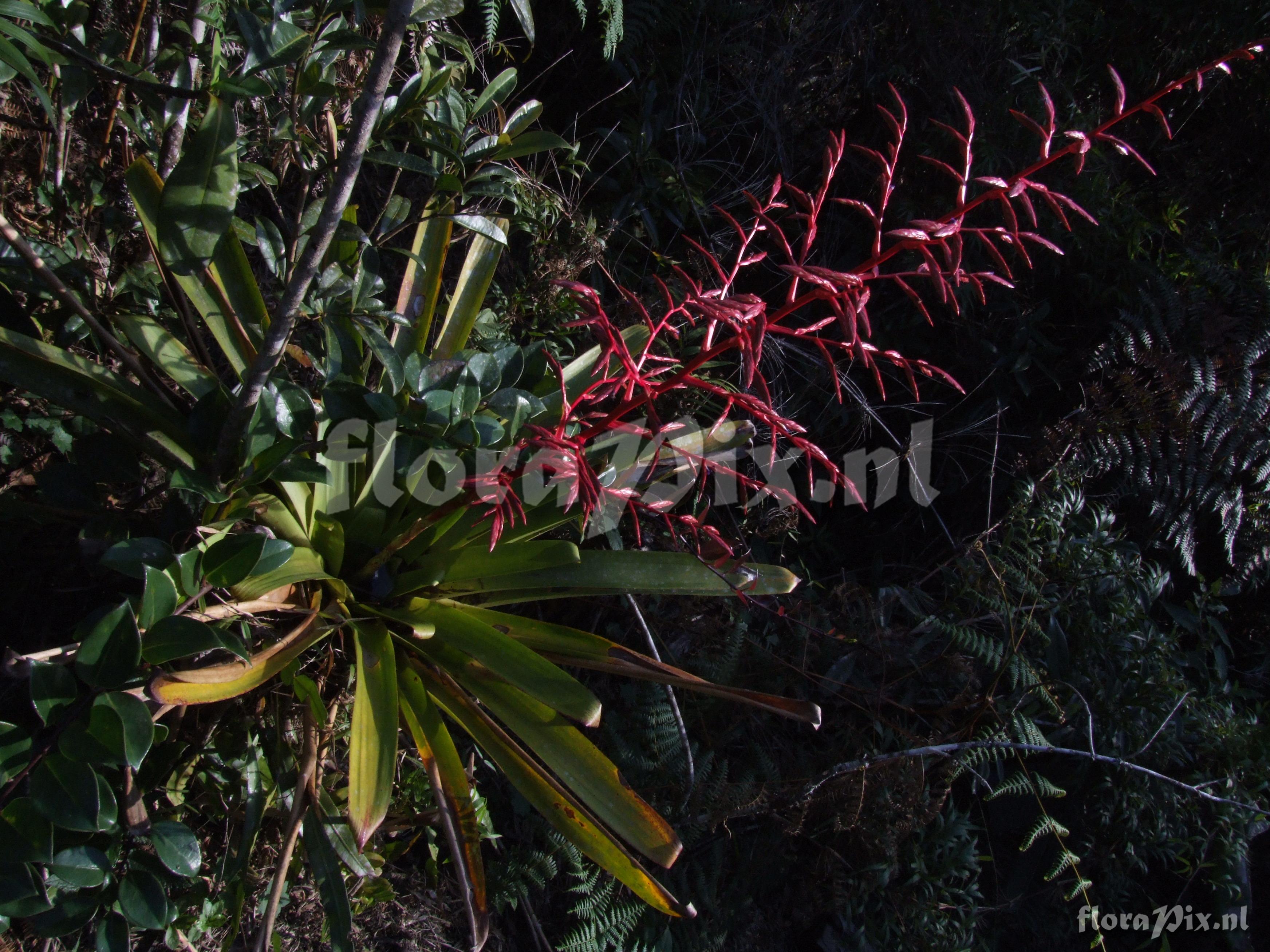 Tillandsia tovariensis 