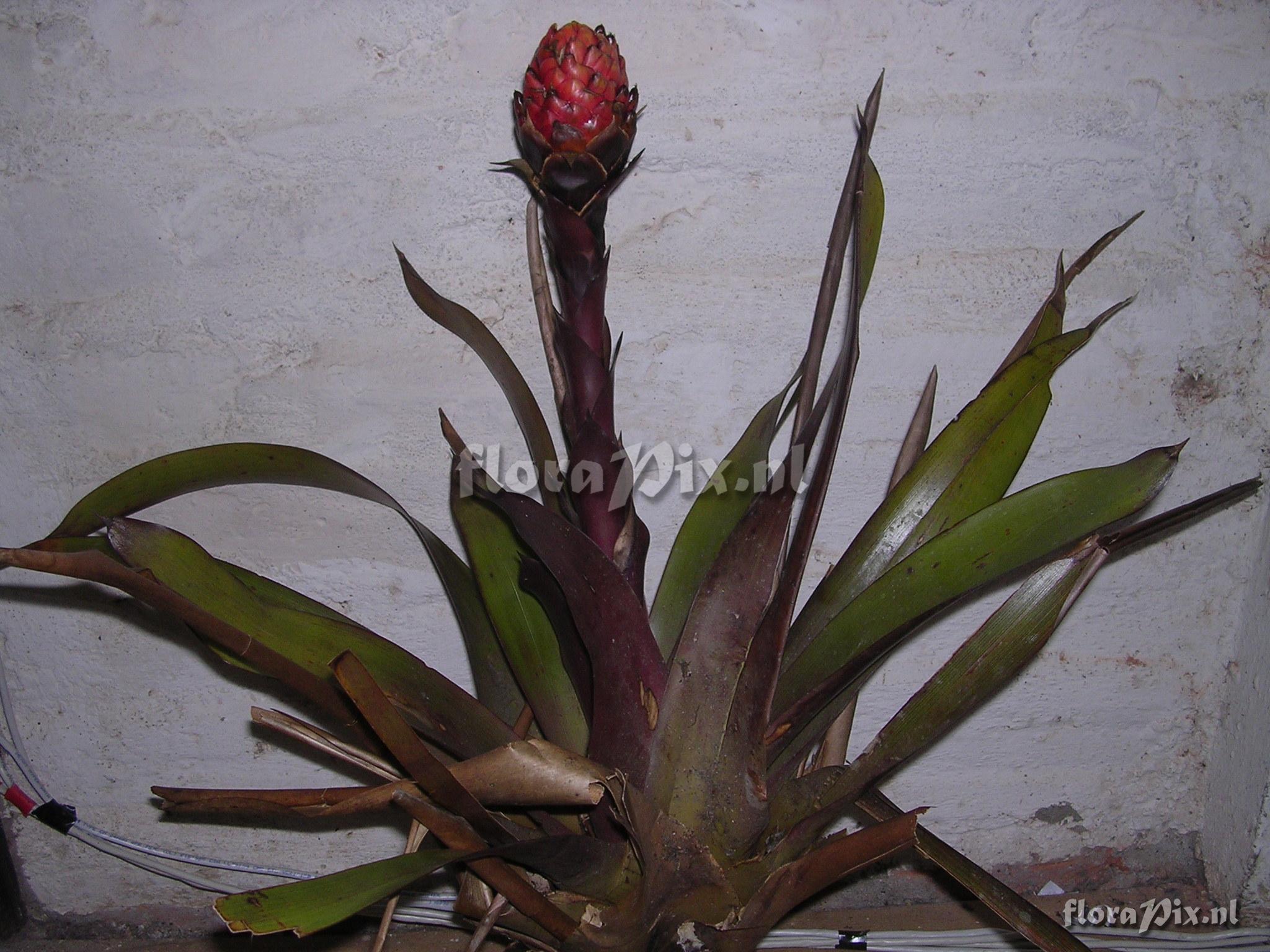 Guzmania bipartita