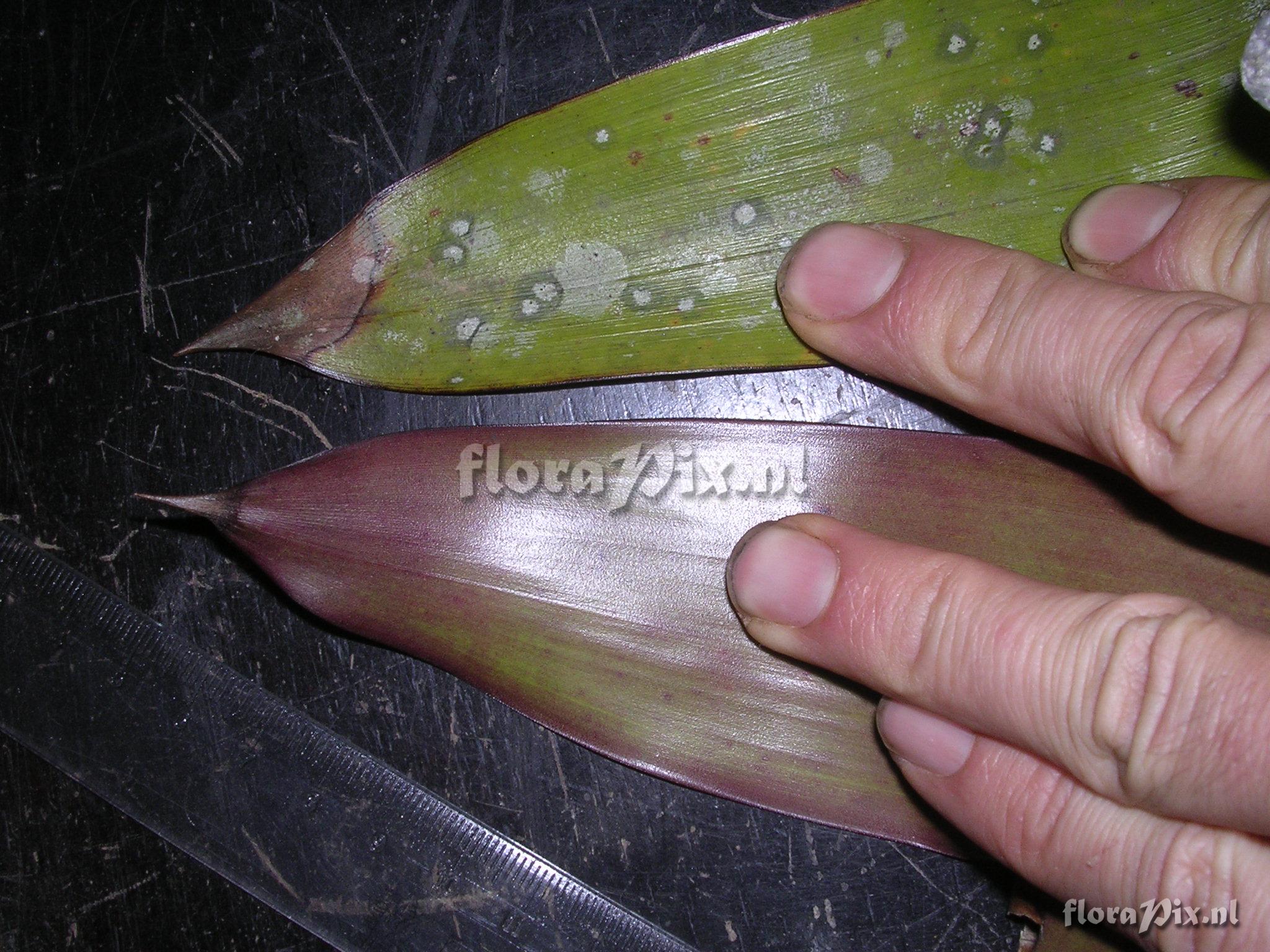 Guzmania claviformis