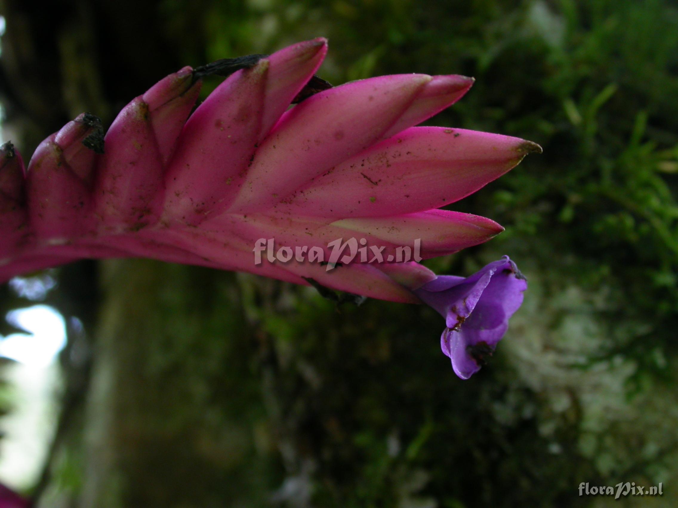 Tillandsia platyrhachis 