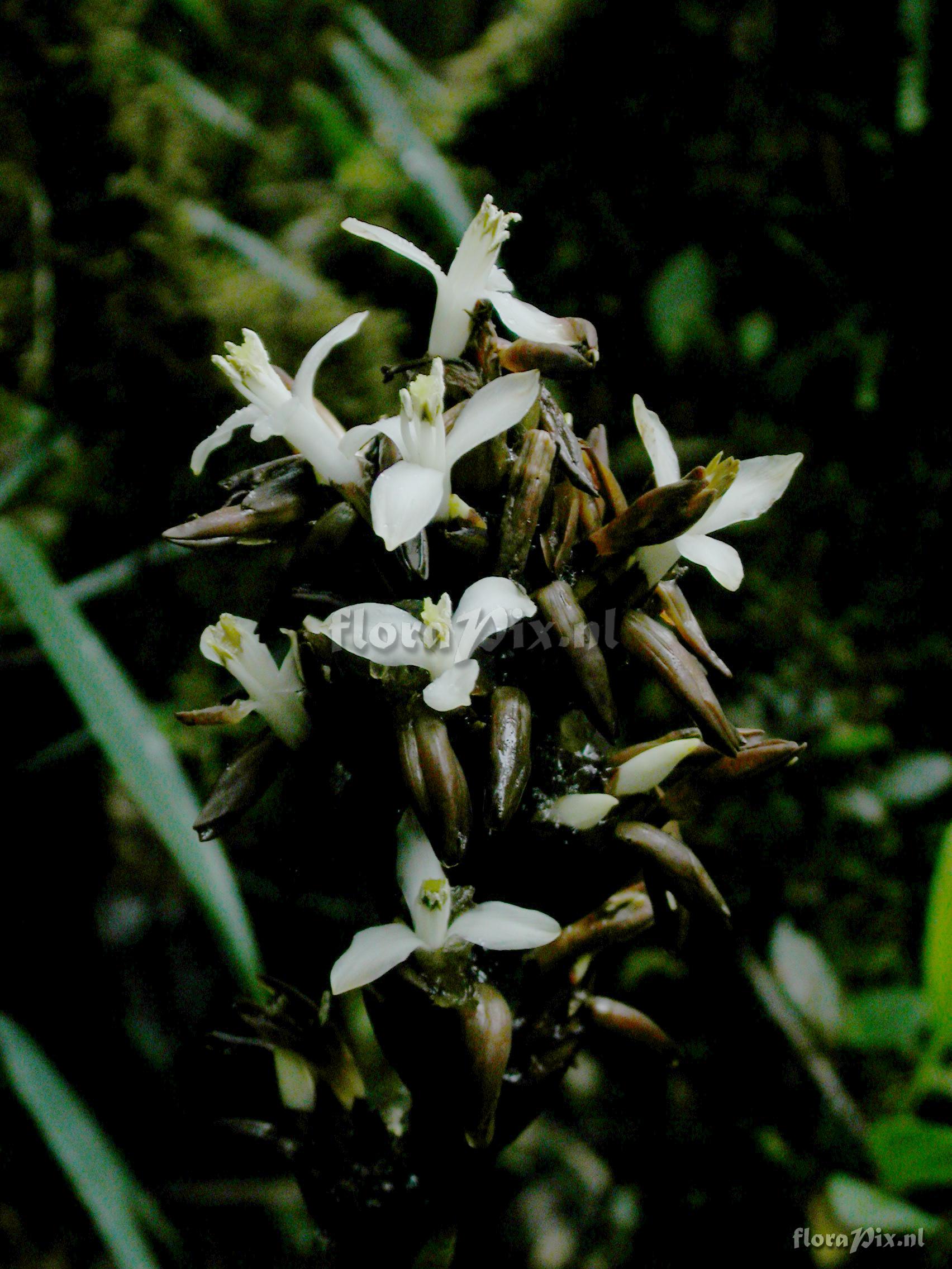 Guzmania sp. nov. 