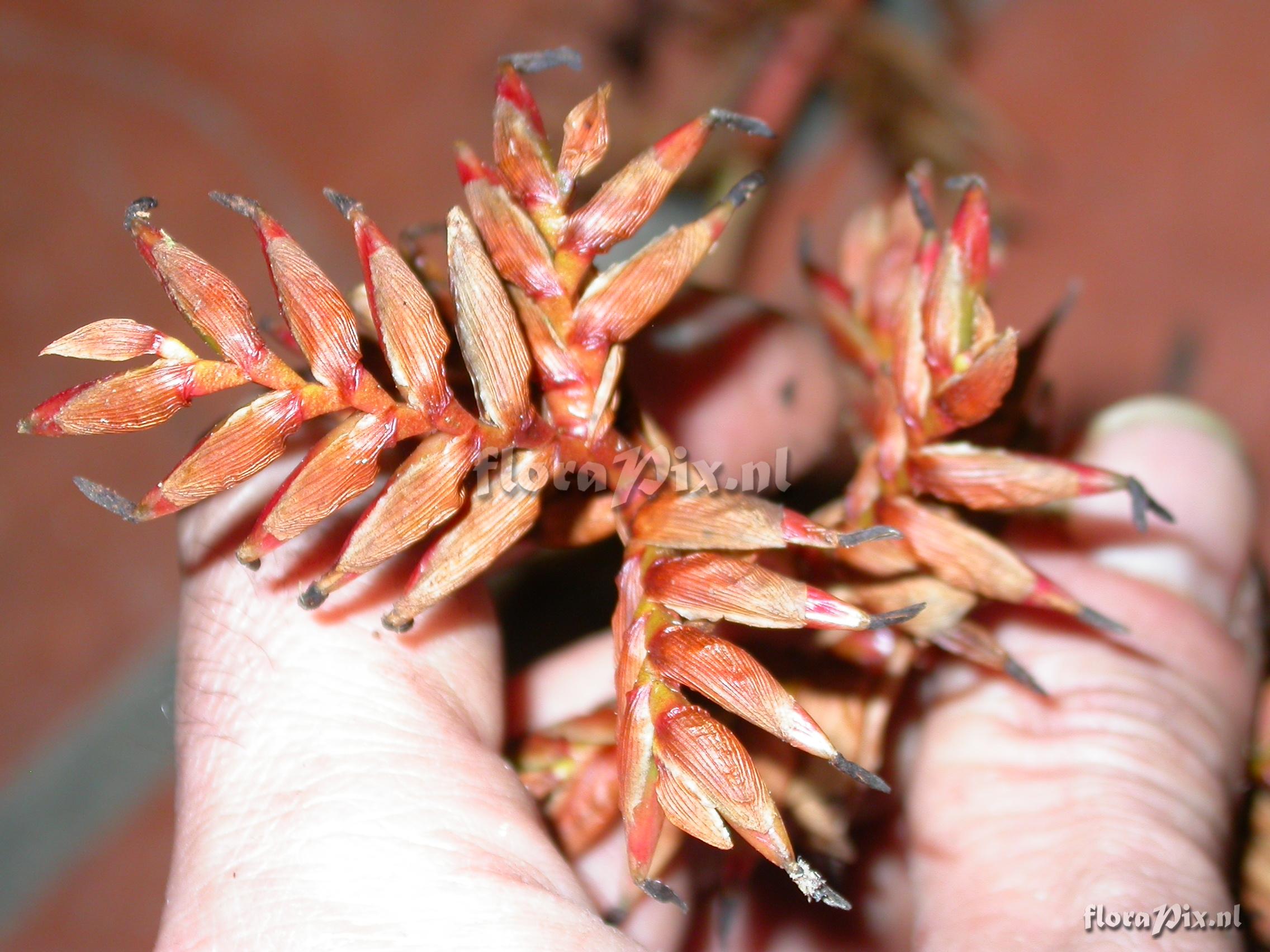 Tillandsia truncata truncata truncata L.B. Sm.