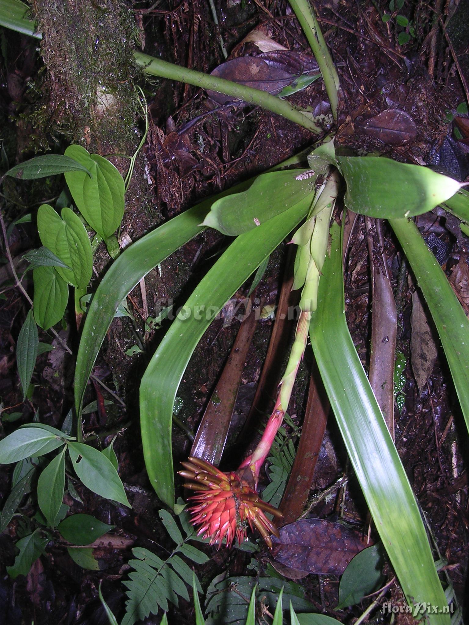 Guzmania bessae Luther