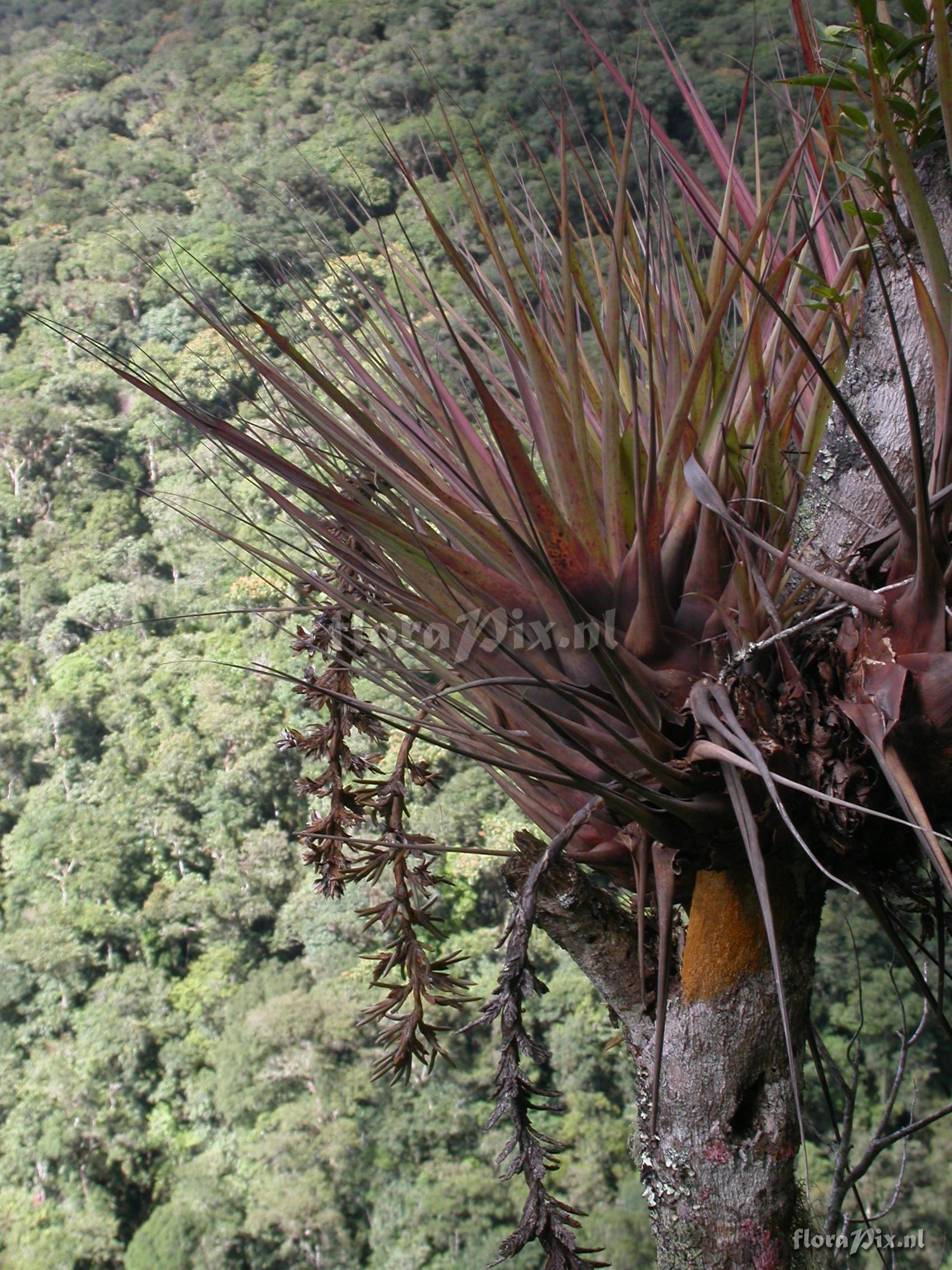 Vriesea appendiculata 