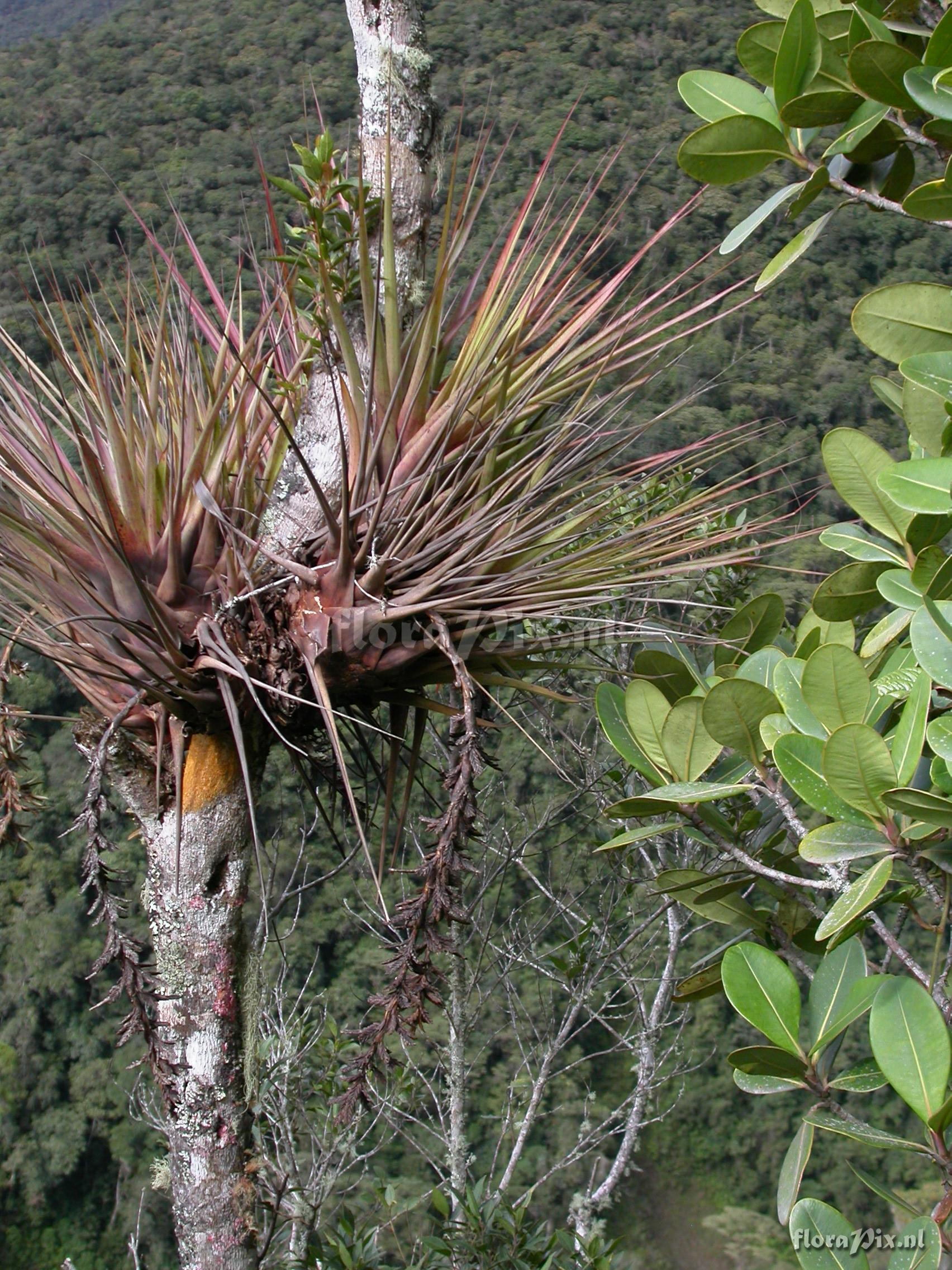 Vriesea appendiculata 